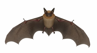 Halloween PNG Elements 24xPNG