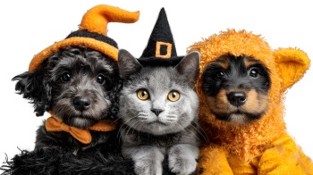 Halloween Funy PNG Elements #2, 22xPNG Halloween Funy PNG Elements #2, 22xPNG