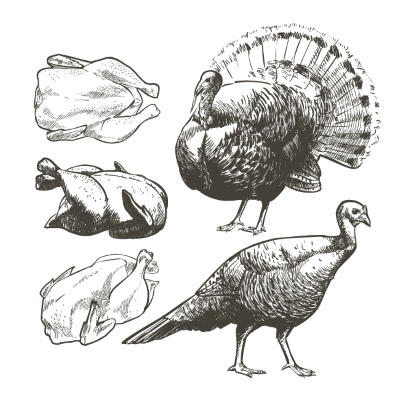 Thanksgiving Vector Design Elements 16xAI
