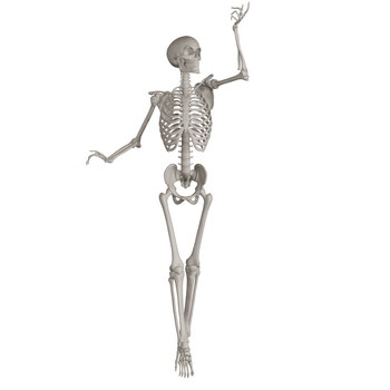 Skeleton Posing 3D Render Illustrations 20xPNG