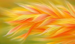 Yellow Backgrounds 35xAI Yellow Backgrounds 35xAI