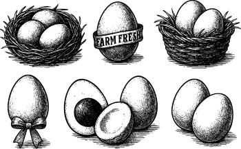 Chicken Egg AD Templates & Design Elements 26xAI