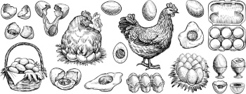 Chicken Egg AD Templates & Design Elements 26xAI
