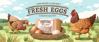 Chicken Egg AD Templates & Design Elements 26xAI
