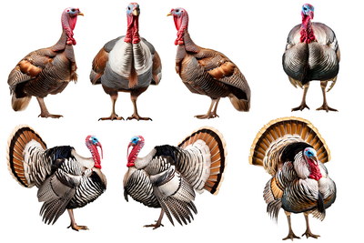 Turkey 25xPNG