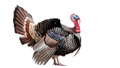 Turkey 25xPNG