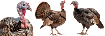 Turkey 25xPNG