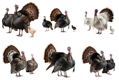 Turkey 25xPNG