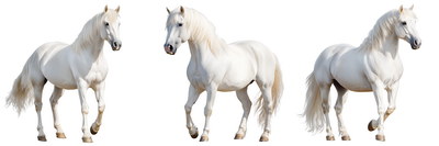 FARM ANIMALS 48xPNG FARM ANIMALS 48xPNG