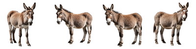 FARM ANIMALS 48xPNG FARM ANIMALS 48xPNG