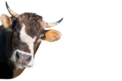 FARM ANIMALS 48xPNG FARM ANIMALS 48xPNG