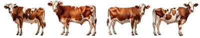 FARM ANIMALS 48xPNG FARM ANIMALS 48xPNG