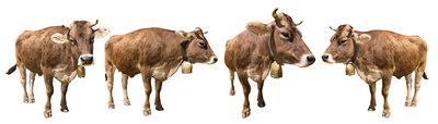 FARM ANIMALS 48xPNG FARM ANIMALS 48xPNG