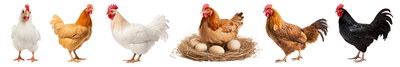 FARM ANIMALS 48xPNG FARM ANIMALS 48xPNG
