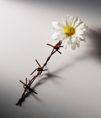 War & Peace Conceptual Images 36xJPEG