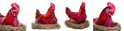 VILLAGE PNG CHICKENS #1, 32xPNG