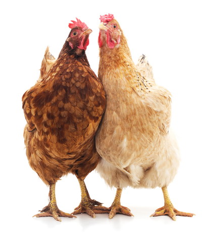 VILLAGE PNG CHICKENS #1, 32xPNG