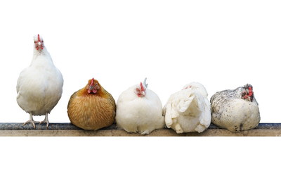 VILLAGE PNG CHICKENS #1, 32xPNG