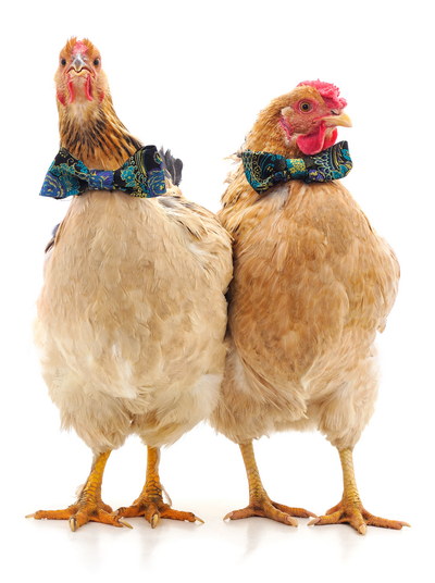 VILLAGE PNG CHICKENS #1, 32xPNG
