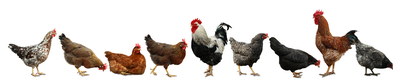 VILLAGE PNG CHICKENS #1, 32xPNG
