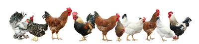 VILLAGE PNG CHICKENS #1, 32xPNG