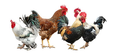 VILLAGE PNG CHICKENS #1, 32xPNG