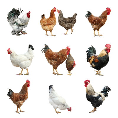 VILLAGE PNG CHICKENS #1, 32xPNG