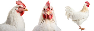 VILLAGE PNG CHICKENS #1, 32xPNG
