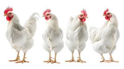 VILLAGE PNG CHICKENS #1, 32xPNG