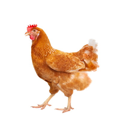 VILLAGE PNG CHICKENS #1, 32xPNG