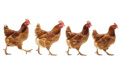 VILLAGE PNG CHICKENS #1, 32xPNG