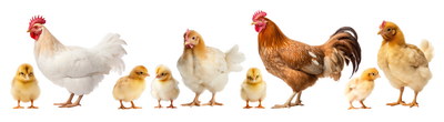 VILLAGE PNG CHICKENS #1, 32xPNG