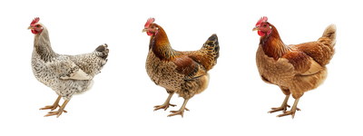 VILLAGE PNG CHICKENS #1, 32xPNG
