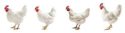 VILLAGE PNG CHICKENS #1, 32xPNG