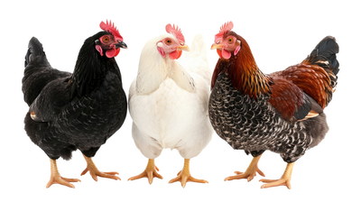 VILLAGE PNG CHICKENS #1, 32xPNG