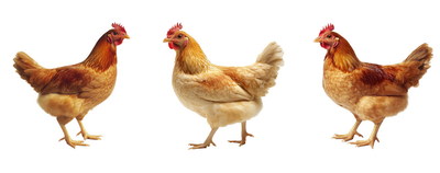 VILLAGE PNG CHICKENS #1, 32xPNG