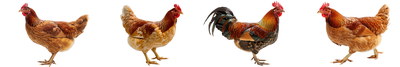 VILLAGE PNG CHICKENS #1, 32xPNG