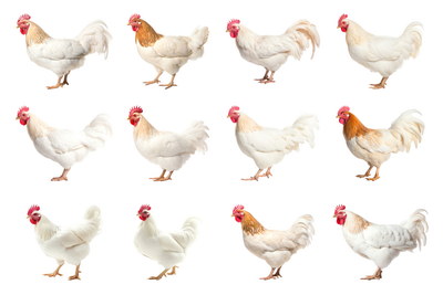 VILLAGE PNG CHICKENS #1, 32xPNG