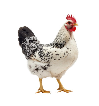 VILLAGE PNG CHICKENS #2, 31xPNG