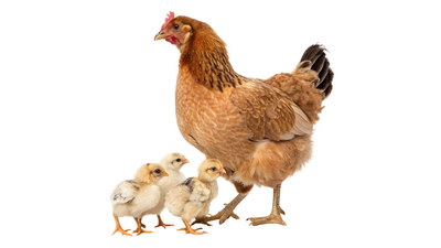 VILLAGE PNG CHICKENS #2, 31xPNG