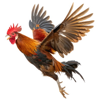 VILLAGE PNG CHICKENS #2, 31xPNG