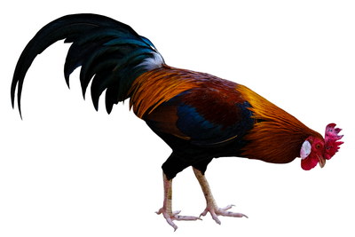 VILLAGE PNG CHICKENS #2, 31xPNG