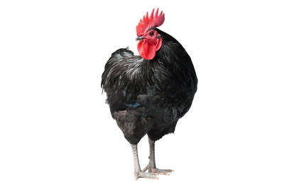 VILLAGE PNG CHICKENS #2, 31xPNG
