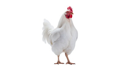 VILLAGE PNG CHICKENS #2, 31xPNG