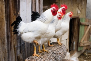 VILLAGE CHICKENS #2, 40xJPG