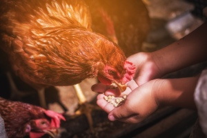 VILLAGE CHICKENS #2, 40xJPG