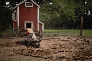 VILLAGE CHICKENS #2, 40xJPG