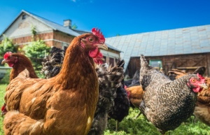 VILLAGE CHICKENS #2, 40xJPG