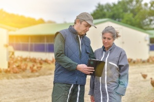 VILLAGE CHICKENS #2, 40xJPG