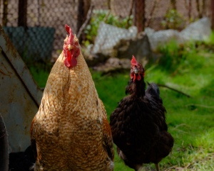 VILLAGE CHICKENS #2, 40xJPG